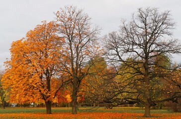 Naklejka premium autumn in the park