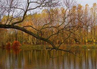 autumn in the park
