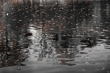 Ducks swim in the water. Skein