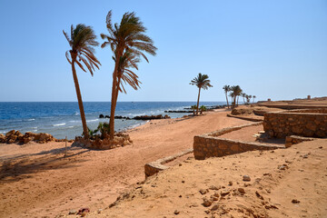 palm trees on the beach