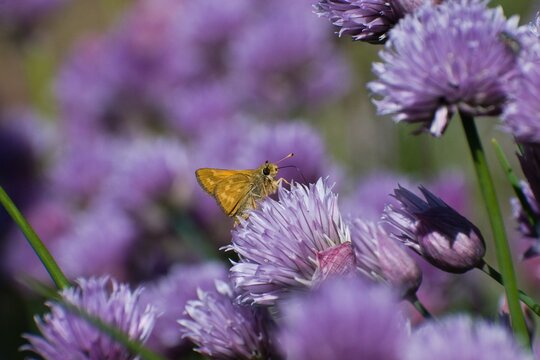 Closeup of a butterfly on a purple flower in a garden