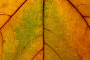 Orange maple leaf with details. Autumn leaves in close-up. Natural background.