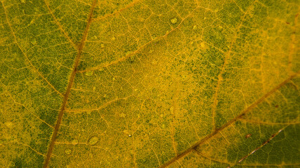 Green maple leaf with details. Autumn leaves in close-up. Natural background.