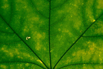 Green maple leaf with details. Autumn leaves in close-up. Natural background.