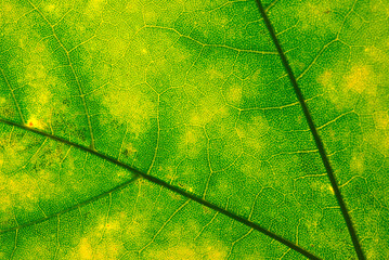 Green maple leaf with details. Autumn leaves in close-up. Natural background.