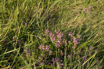 Fototapeta premium Thyme flowers on the meadow.Sunny day in autumn.