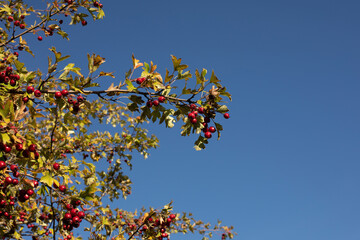 Hawthorn bush on a sunny day.Autumn season.