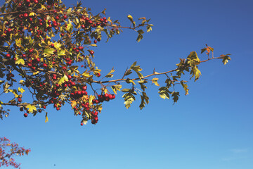 Hawthorn bush on a sunny day.Autumn season.