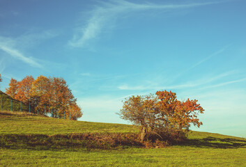 Green meadow on a sunny day in autumn.Colorful trees in background.
