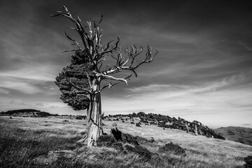Old weather-beaten tree on Port Hill in Christchurch, New Zealand - obrazy, fototapety, plakaty