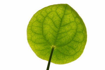 Coin Plant or Chinese Money Plant (Pilea Peperomioides) bright green pancake-shaped leaf macro...