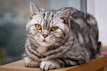 Obraz premium Hairy cat looks straight Scottish Straight.