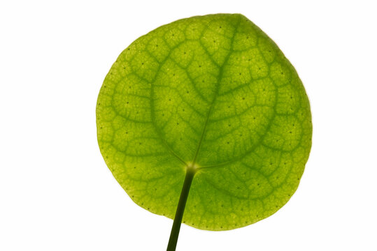 Coin Plant or Chinese Money Plant (Pilea Peperomioides) bright green pancake-shaped leaf macro isolated on white background