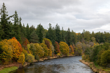 23 October 2022. Moray, Scotland. This is a display of the Autumn Colours in the Trees Leaves of...