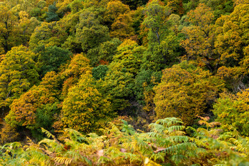 Obraz premium 23 October 2022. Moray, Scotland. This is a display of the Autumn Colours in the Trees Leaves of Moray and Speyside.