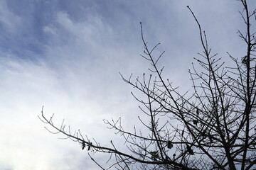 The silhouette of a tree without leaves on the background of a light sky with clouds