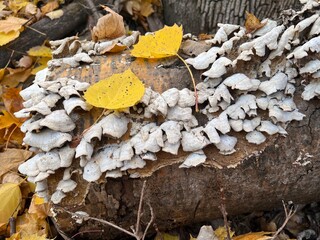 Autumn leaves on fallen tree with white fungus.