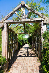 old wooden pergola with green plants. Green karidor from plants on a wooden frame.