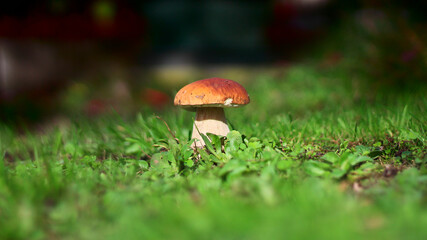 cèpe (bolet) champignon avec bokeh, (boletecae) (dans le gazon - il a été replanté)