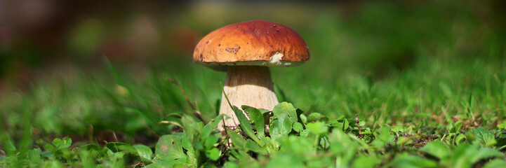 cèpe (bolet) champignon avec bokeh, (boletecae) (dans le gazon - il a été replanté) © Ghislain