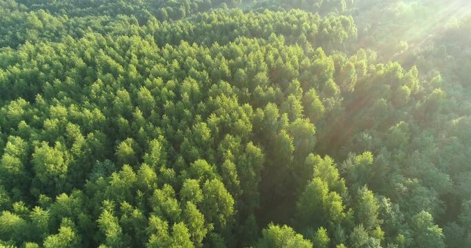4K top view  above aerial green summer foggy forest , morning dawn