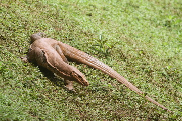 Komodo on the ground