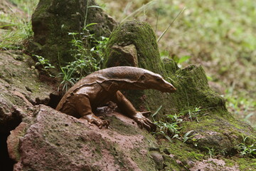 Dragon on the rock