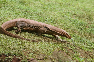 Komodo dragon 