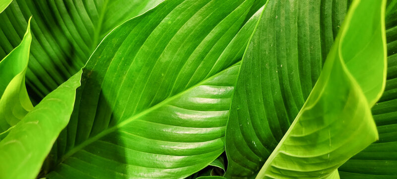 tropical plants green foliage background