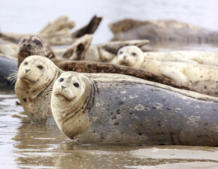 Alert Harbor Seals Looking at Camera with Cautious. Moss Landing, Monterey County, California, USA.
