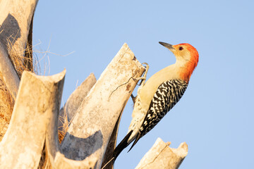 Red-bellied woodpecker (Melanerpes carolinus) a native Florida bird, on a the trunk of a dead palm tree in Bradenton, Florida