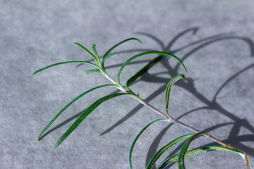 Macro abstract texture view of a sprig of rosemary (salvia rosmarinus) herb on a defocused white parchment paper background