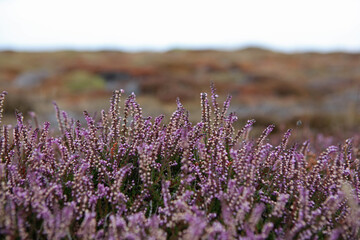 Obraz premium Heathers on Pointe du Raz, Brittany, France 