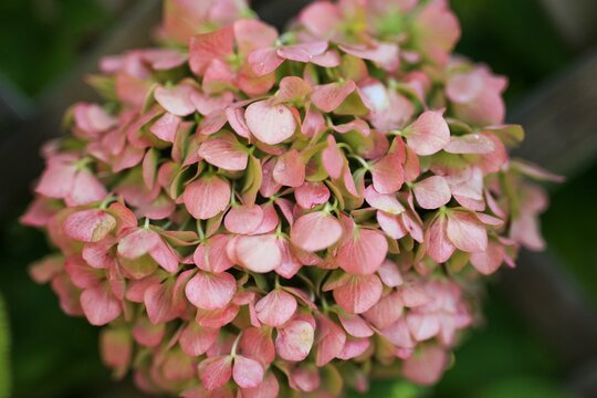 Closeup shot of blossom pink French hydrangea flower with blur background