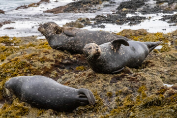 seals on the rocks