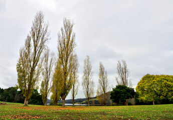 Poplar trees in autumn showing autumn colours