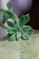 Macro abstract texture view of a succulent April Dawn graptoveria plant rosette on a defocused green ceramic background