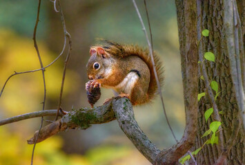 A small red squirrel sits on a tree branch eating the seeds out of a pinecone it found on the forest floor.  Cute and furry animal found along Binghamton University Nature Preserve Trail in Upstate NY