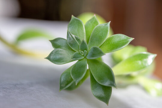 Macro abstract texture view of a succulent April Dawn graptoveria plant rosette on a defocused white parchment paper background