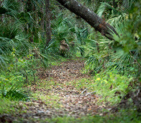Old Florida Trail 4