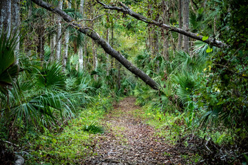 Old Florida Trail 1