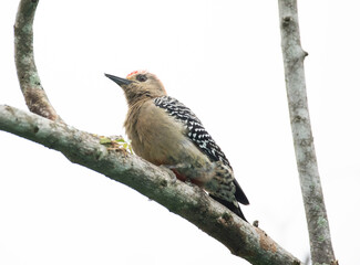 Red-crowned woodpecker (Melanerpes rubricapillus) perched on a tree branch