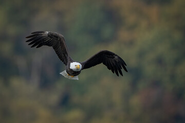 american bald eagle