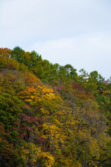 黄葉した秋の森
