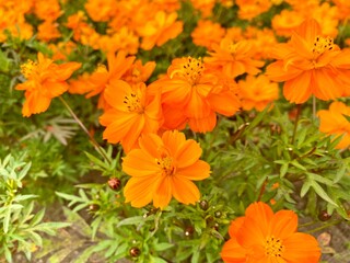 【秋の花】キバナコスモス（オレンジ）