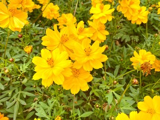 【秋の花】キバナコスモス（黄色）