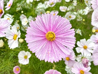 【秋の花】コスモス カップケーキ （ピンク斑）