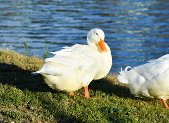 White duck standing on green grass near a lake