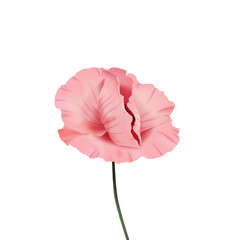 Różowy mak - piękny rozwinięty kwiat. Ręcznie rysowana botaniczna ilustracja. - obrazy, fototapety, plakaty