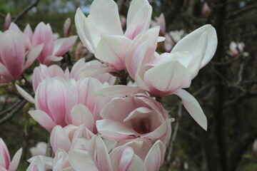 pink magnolia flowers © Courtney